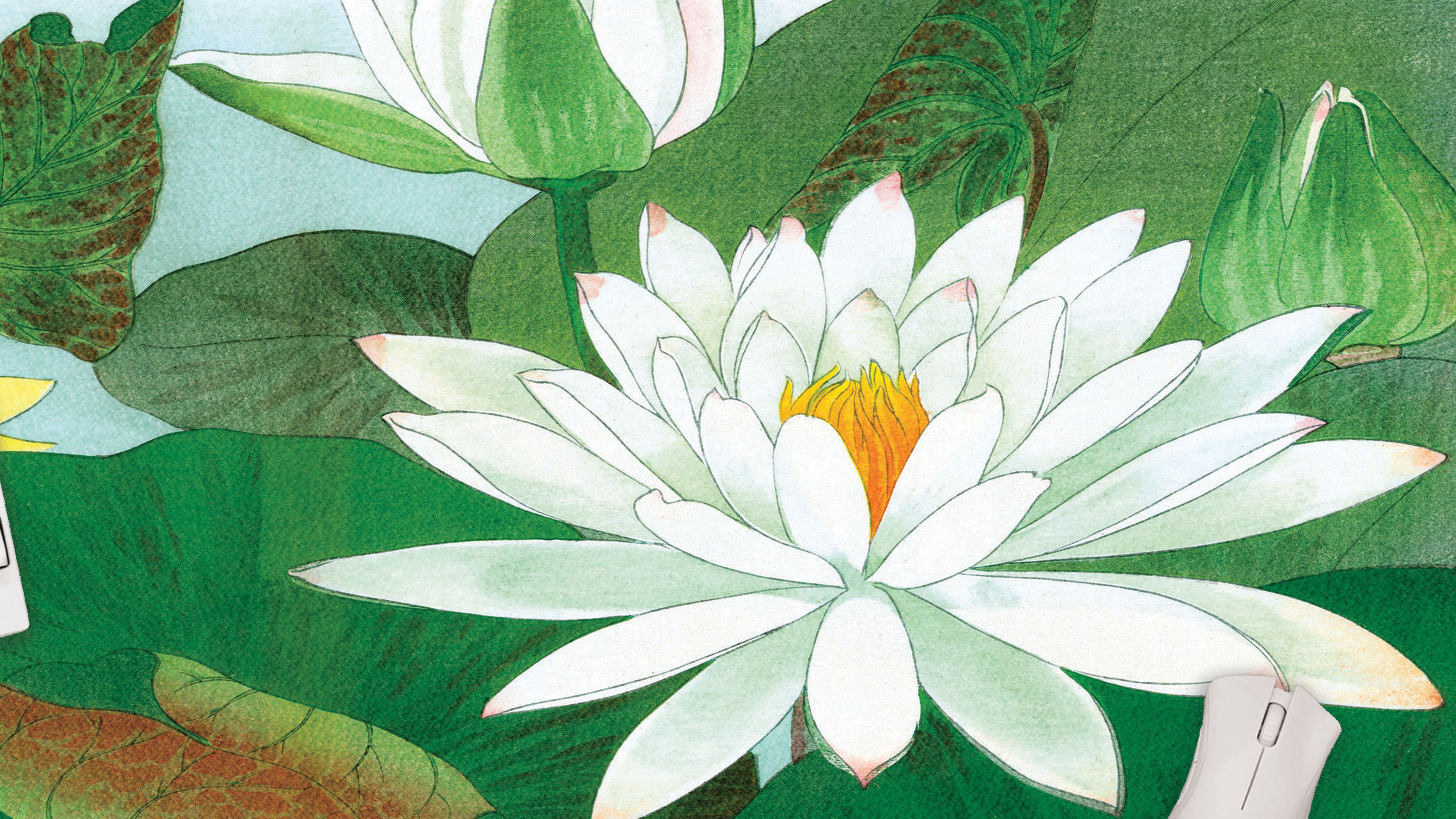 Nymphaea Lotus by Konan