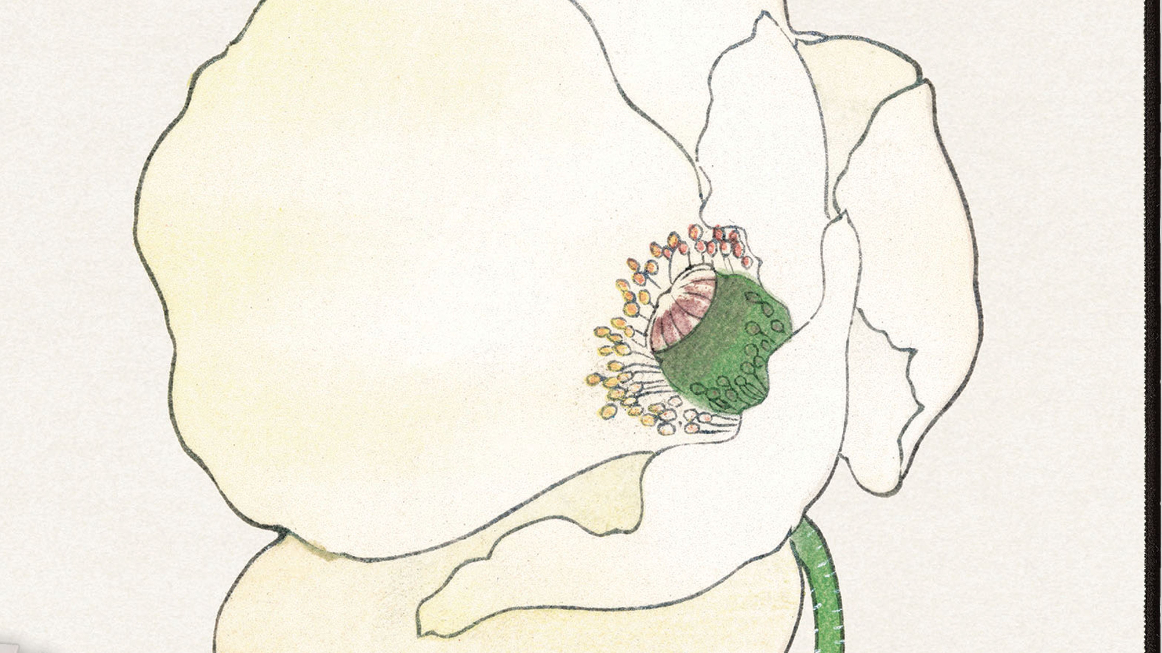 Poppy II