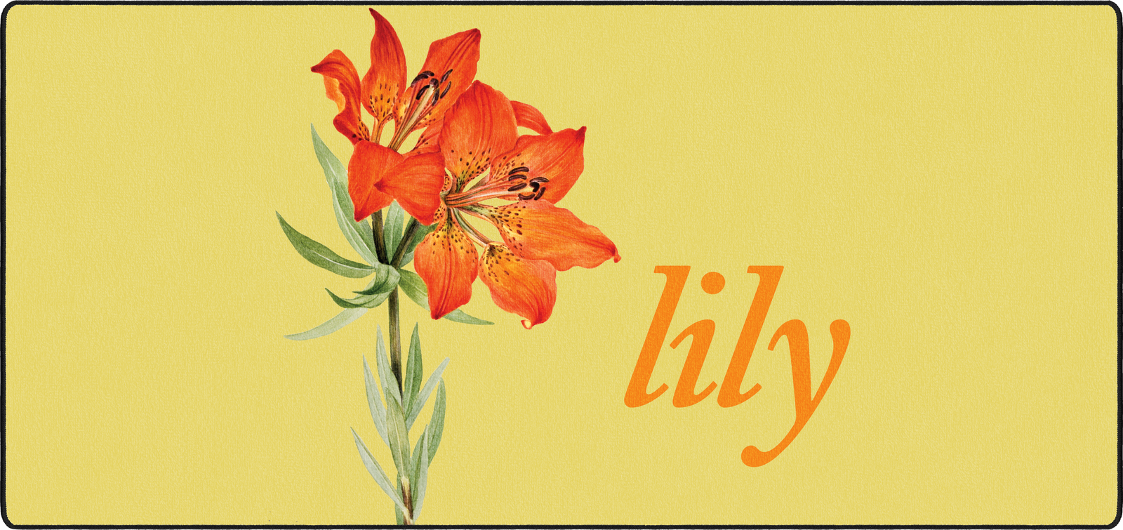 Lily