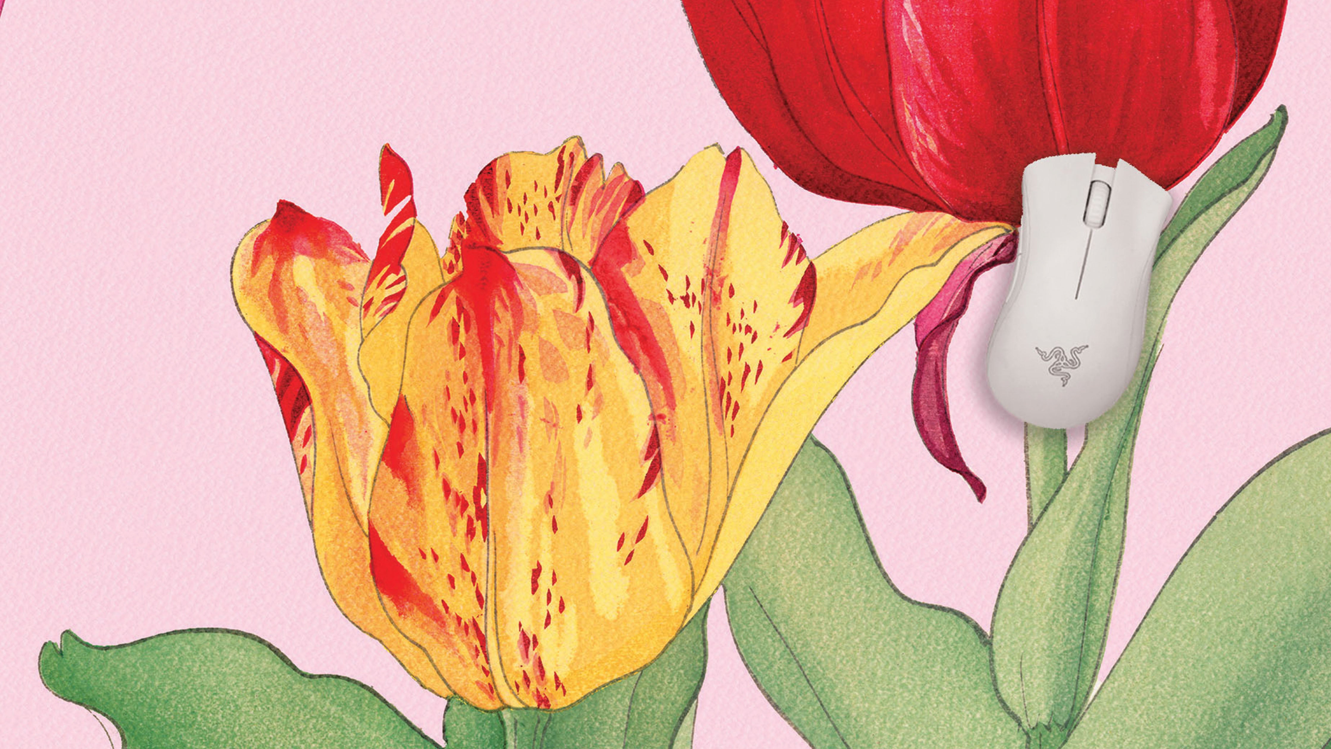 Tulip