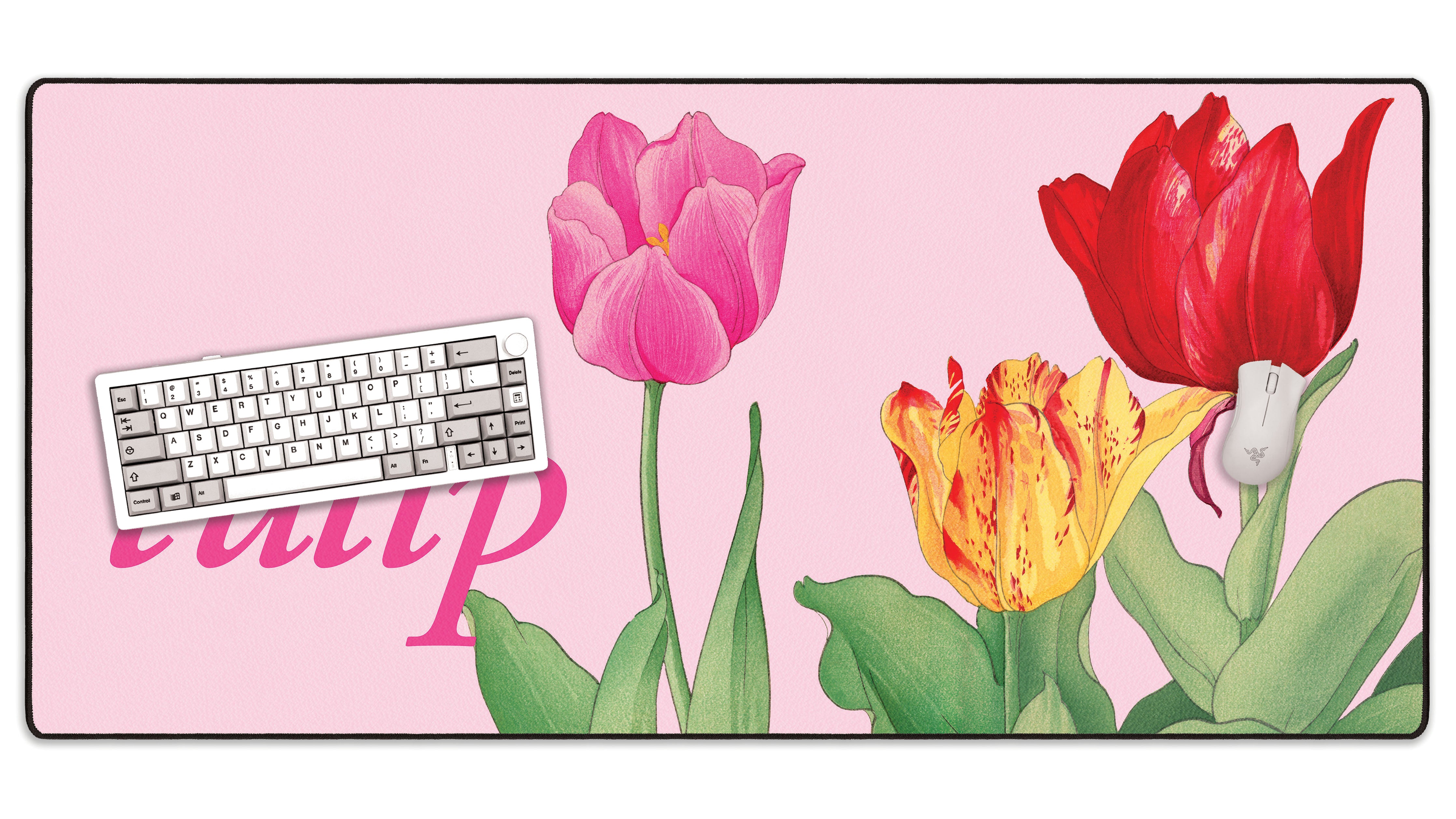 Tulip