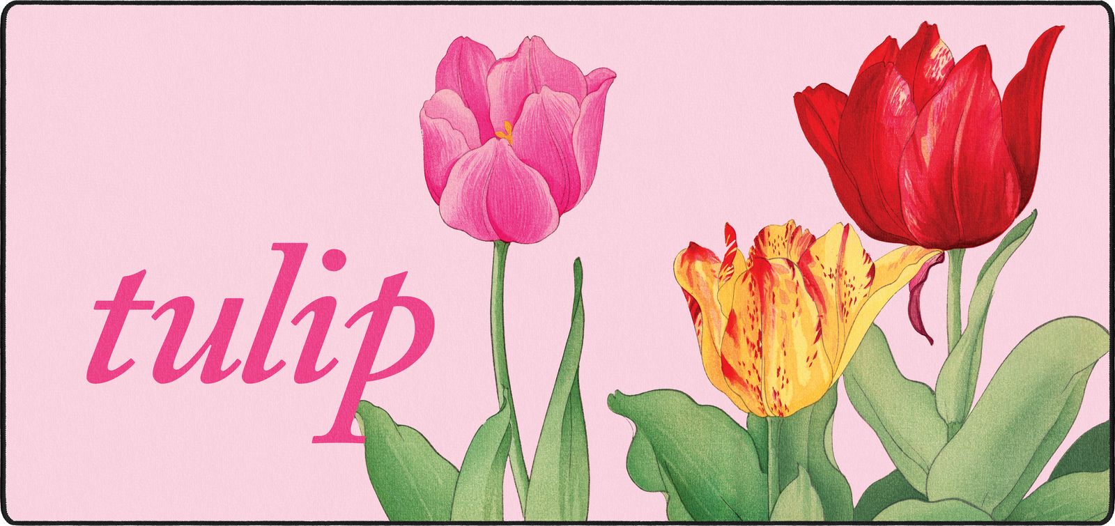 Tulip